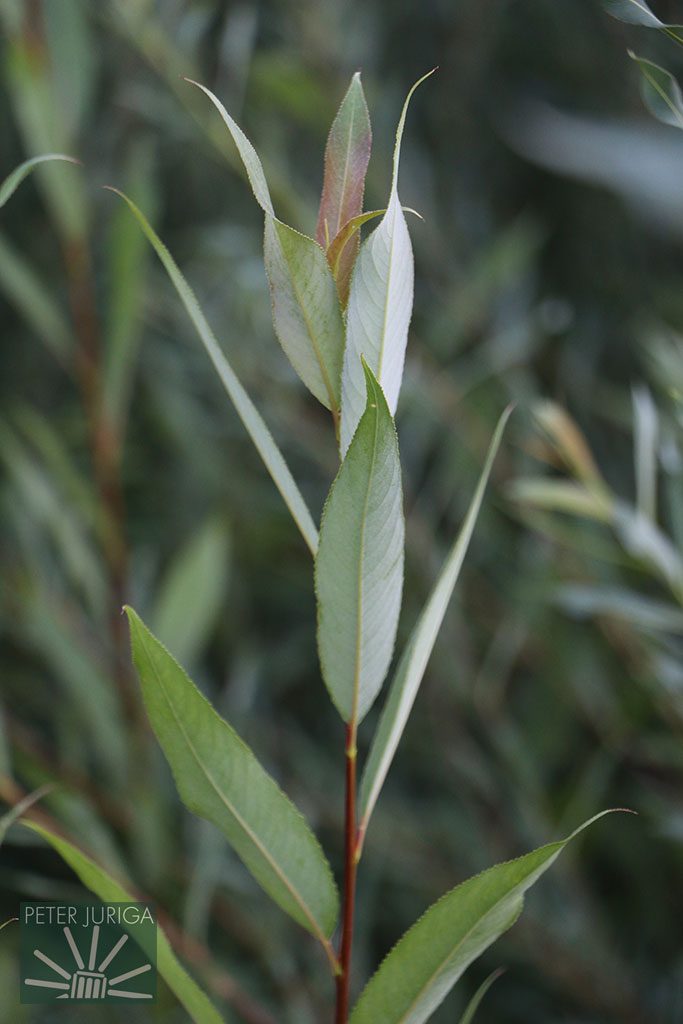 Jednoročný výhonok vŕby - odroda pravdepodobne blízka druhu Salix alba | Peter Juriga