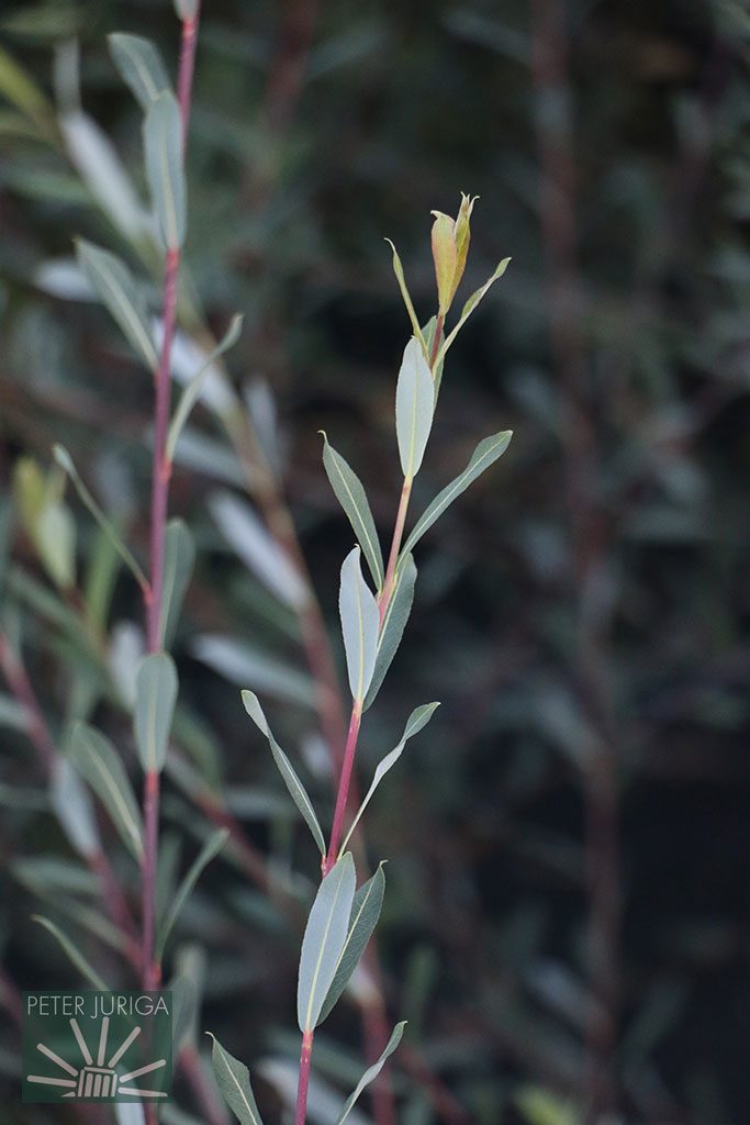 Jednoročný výhonok vŕby - odroda pravdepodobne blízka druhu Salix purpurea | Peter Juriga