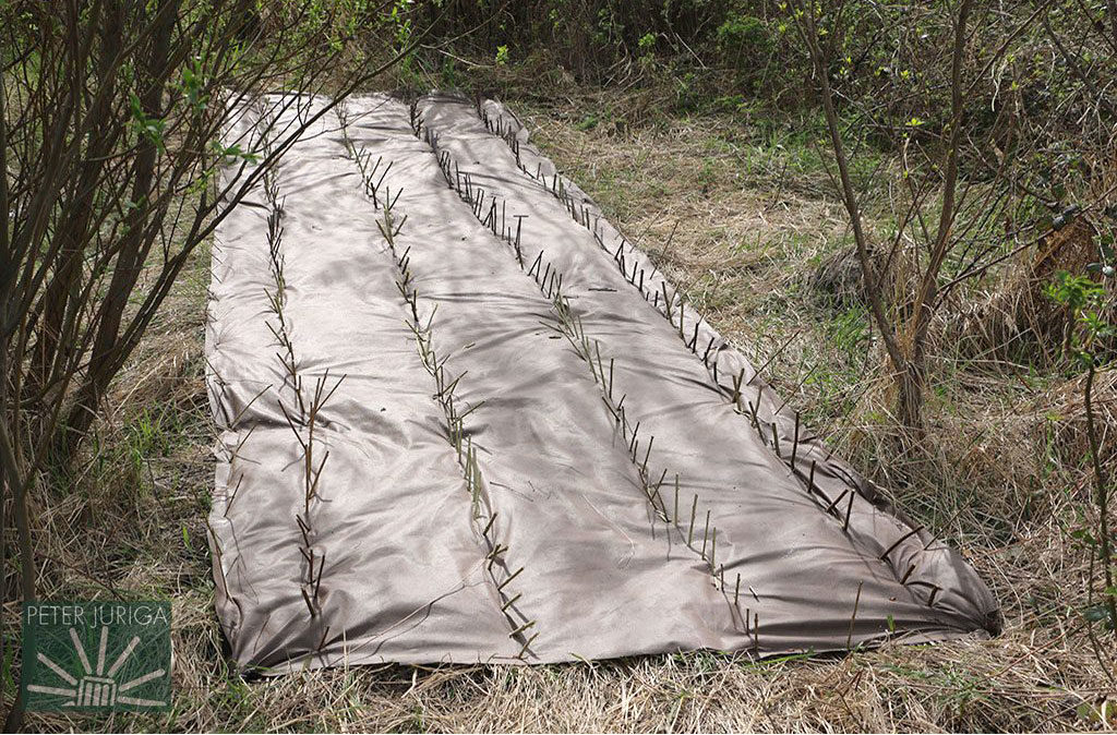 Rýchly spôsob výsadby na netkanú textíliu bez nutnosti predošlej prípravy pôdy | Peter Juriga